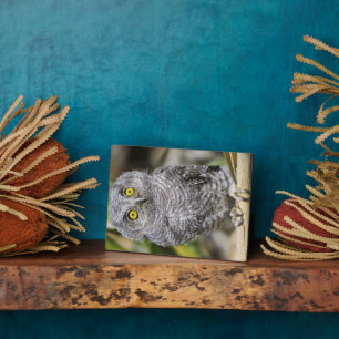 Baby Screetch-Owl Plaque