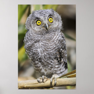 Baby Screetch-Owl Poster