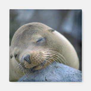 Baby sea lion, Galapagos Islands Magnet