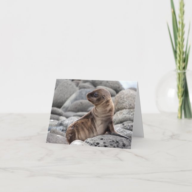 Baby Sea Lion Greeting Card (Front)