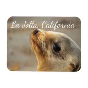 Baby Sea Lion , La Jolla, California Magnet