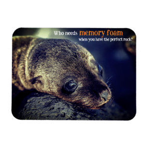 Baby Sea Lion Magnet