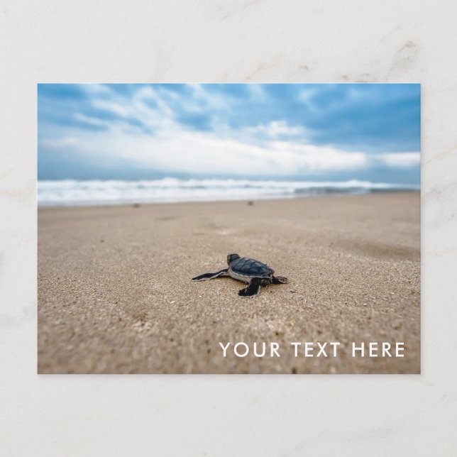 Baby Sea Turtle on the Beach Postcard (Front)