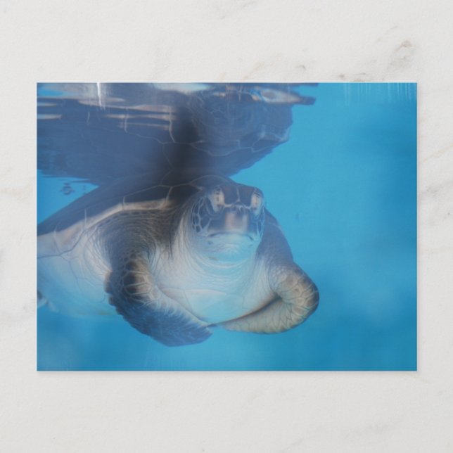 Baby Sea Turtle Postcard (Front)