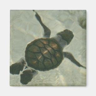 Baby Sea Turtle Swimming Out To Sea Magnet