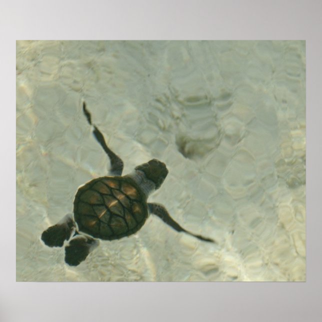 Baby Sea Turtle Swimming Out To Sea Poster (Front)