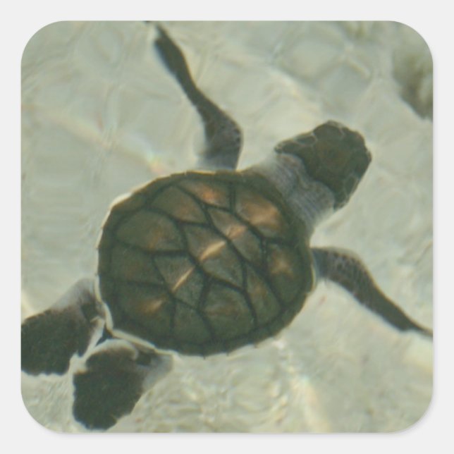 Baby Sea Turtle Swimming Out To Sea Square Sticker (Front)