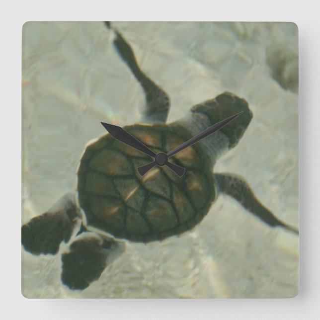 Baby Sea Turtle Swimming Out To Sea Square Wall Clock (Front)