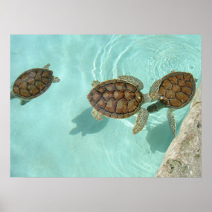 Baby sea turtles poster