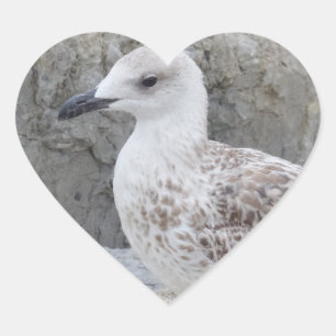 Baby Seagull Heart Sticker