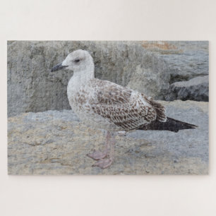 Baby Seagull Jigsaw Puzzle