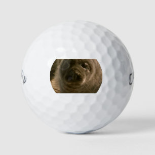 Baby seal face Golf Balls