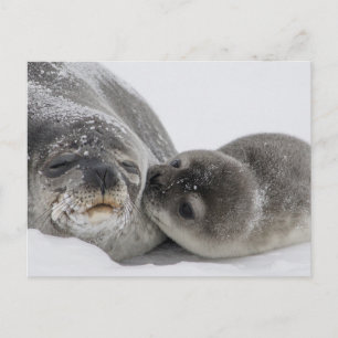 Baby Seal Kissing Mum Postcard