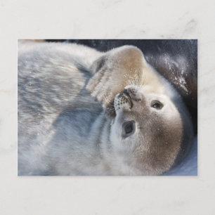 Baby seal postcard