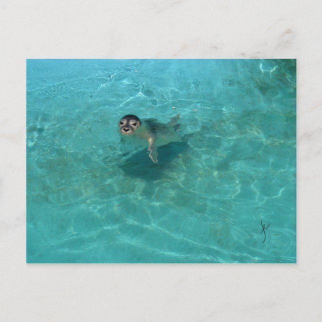 Baby Seal Postcard (Front)