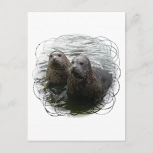 Baby Seals Postcard