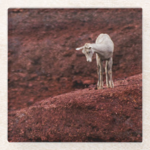 Baby sheep on red rocks glass coaster