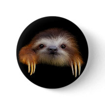 Baby Sloth