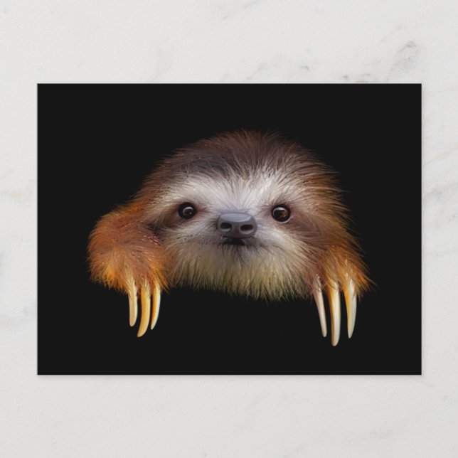 Baby Sloth Postcard (Front)