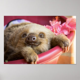 Baby Sloth Poster