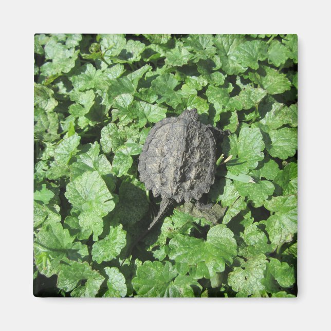Baby Snapping Turtle Magnet (Front)