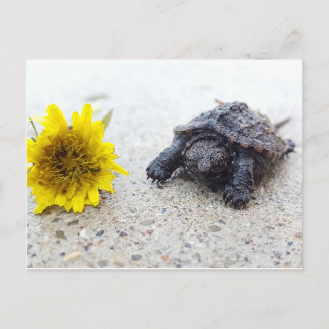 Baby snapping turtle with dandelion postcard (Front)