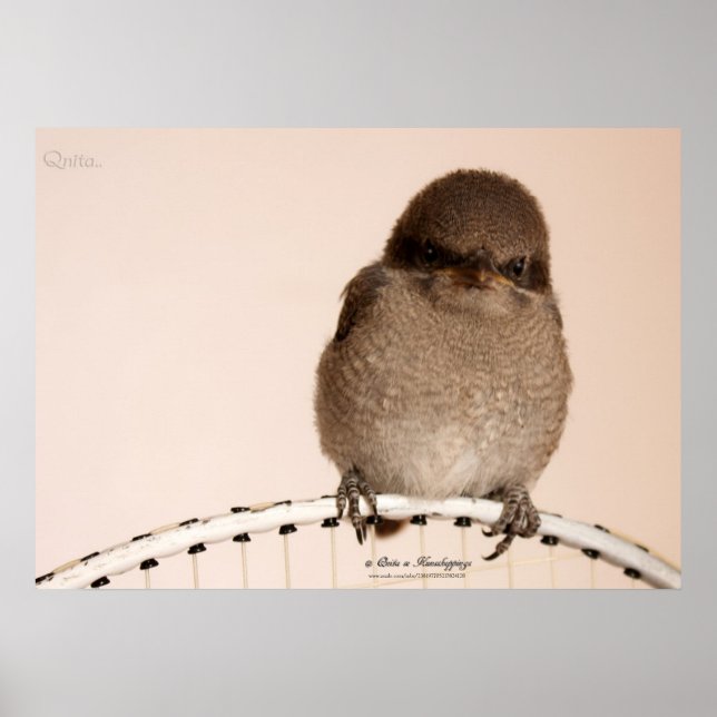 Baby Sparrow Poster (Front)