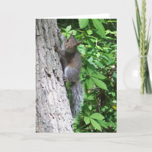 "Baby Squirrel" Card
