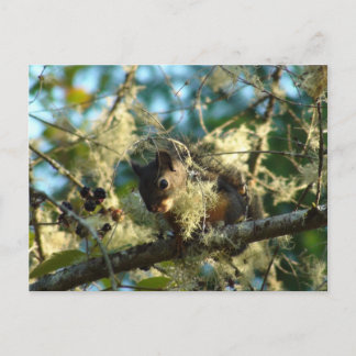 Baby Squirrel in Blackberries Postcard