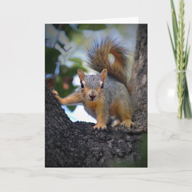 Baby Squirrel in Tree Card (Front)