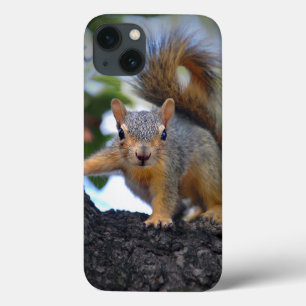 Baby Squirrel in Tree iPhone 13 Case
