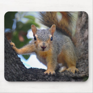 Baby Squirrel in Tree Mouse Pad