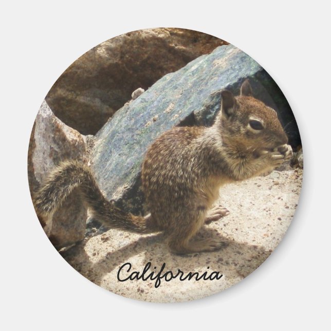 Baby Squirrel Magnet (Front)