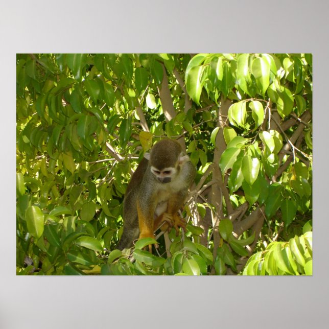Baby Squirrel Monkey Poster (Front)