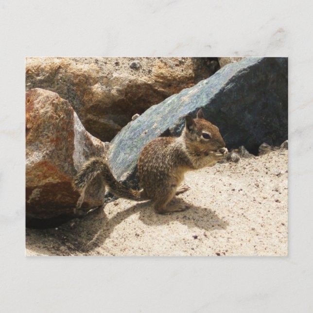 Baby Squirrel Postcard (Front)