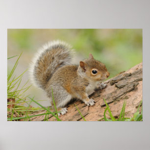 Baby Squirrel Poster