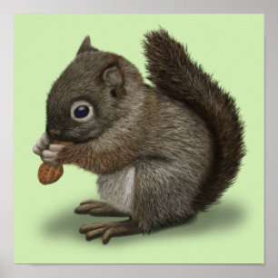 Baby Squirrel Poster