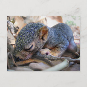 Baby Squirrel Sleeping Postcard