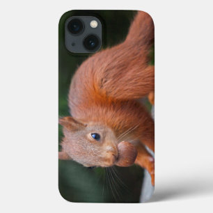 Baby Squirrel with Nut iPad Mini Case