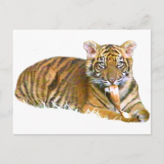 Baby Sumatran Cub_ Postcard (Front)
