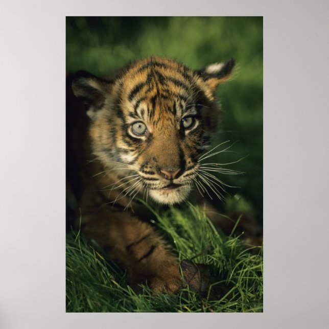 Baby Sumatran Tiger Poster (Front)