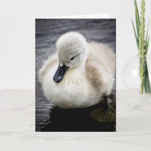 Baby Swan | Cygnet Card (Front)