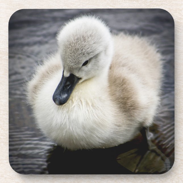 Baby Swan | Cygnet Coaster (Front)