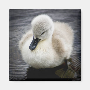 Baby Swan   Cygnet Magnet