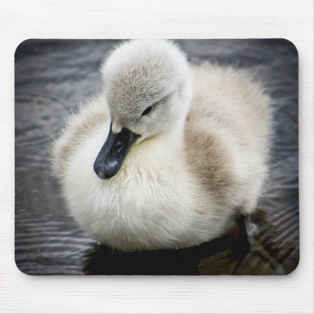 Baby Swan | Cygnet Mouse Pad (Front)