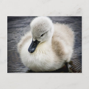 Baby Swan   Cygnet Postcard