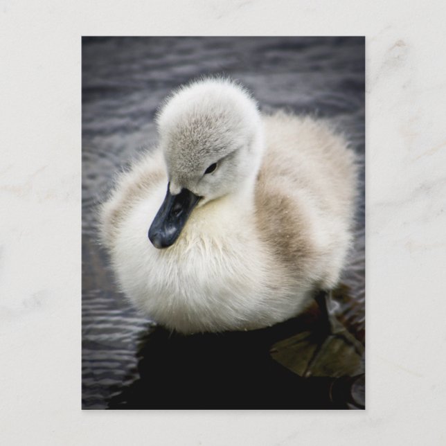 Baby Swan | Cygnet Postcard (Front)