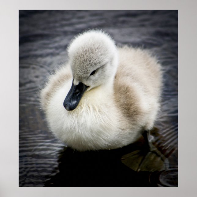 Baby Swan | Cygnet Poster (Front)
