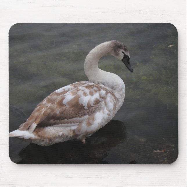 Baby swan mouse pad (Front)