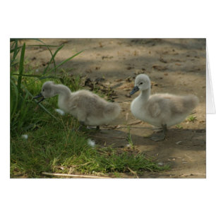 baby swans